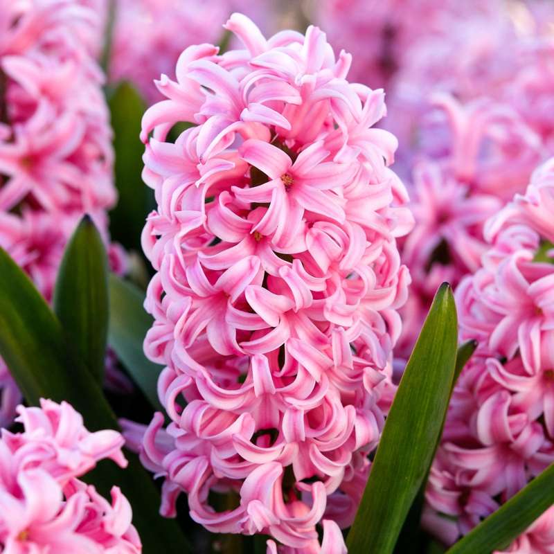 Hyacint 'Anna Marie'